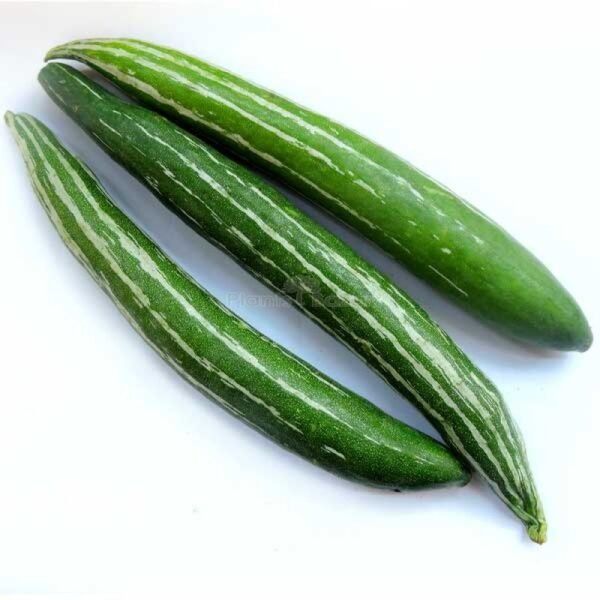 SNAKE GOURD  | புடலங்காய்