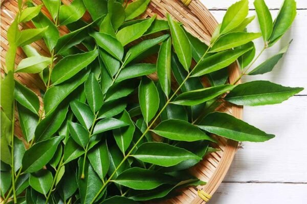 CURRY LEAVES | கறிவேப்பிலை