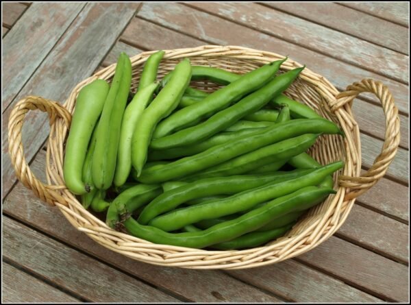 BROAD BEANS | பட்டை அவரைக்காய்